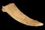 Fossil Pterosaur (Siroccopteryx) Tooth - Morocco #145202-1